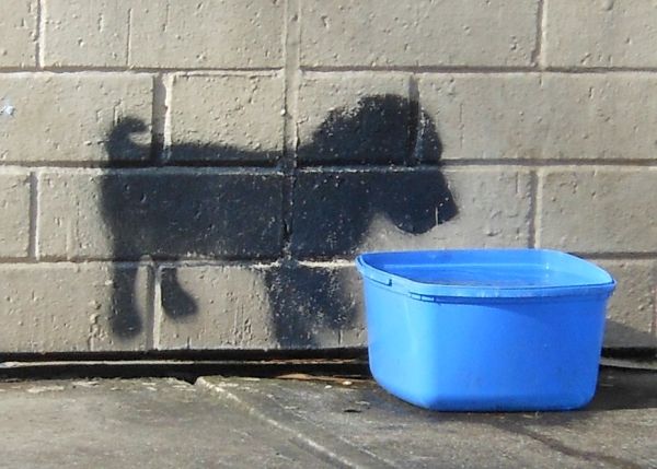 น้องหมาขาดน้ำ ภัยเงียบที่เจ้าของมักมองข้าม! เช็กสัญญาณ + วิธีกระตุ้นให้ดื่มน้ำ